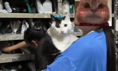 猫咪不停叫唤，主人啪啪两巴掌。网友：听声音这是实心的