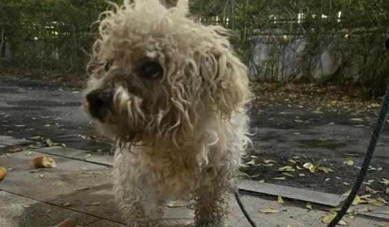 一只被拴住遗弃的流浪狗，不知道主人已经不要它了，还在傻傻等