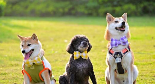 放大“陪伴”价值，宠物经济如何激发全链条创新