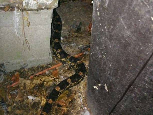 蛇和鸡混成了好朋友，母鸡免费给取暖，走时候还送两颗蛋 