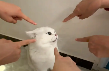 猫咪对人哈气，几人用手指猫咪