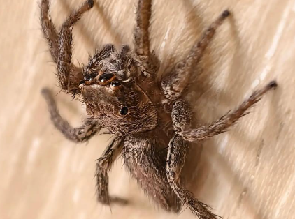 江西发现蜘蛛新物种广丰合跳蛛