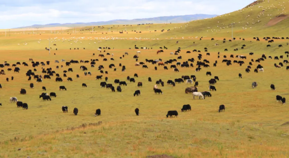 天峻黑牦牛从高原走向世界