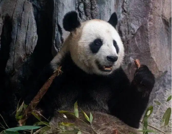 赴苏州近14载大熊猫“竹韵”“新月”返川