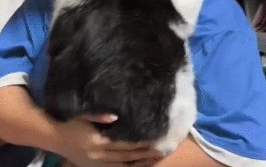 猫咪不停叫唤，主人啪啪两巴掌。网友：听声音这是实心的