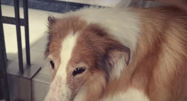 赵露思狗狗暴雨天走失！成都市民地铁站暖心救助