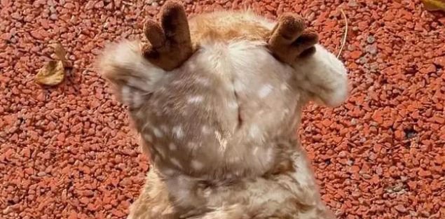 小狗穿麋鹿斗篷萌翻，网友质疑是假狗