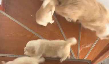 狗妈妈下楼梯，小奶狗跟的太紧，通通滚下楼梯