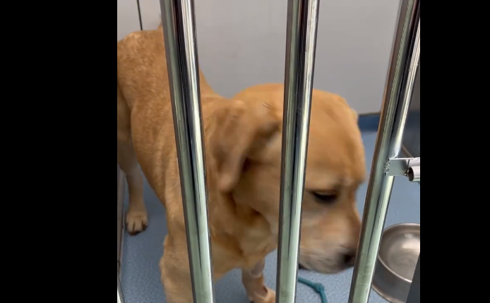 宠物互助献血挽救生命 “毛孩子”们也需要“热血英雄”