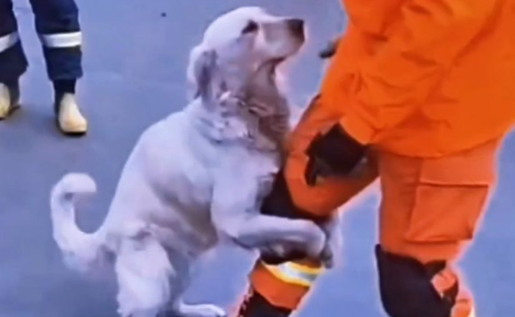 爱犬不慎掉进废弃深坑，狗主人一时情急跳下去救