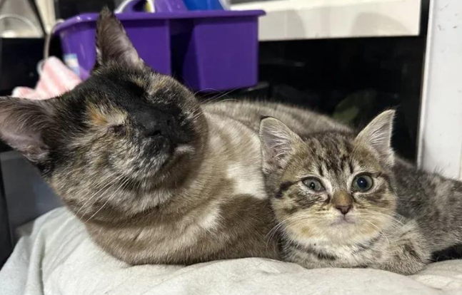 街头萌猫生死劫，勇敢打败病魔