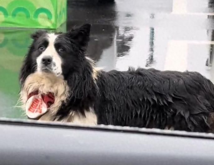 在高速服务区苦等主人的小狗获认领 千万网友爱心接力