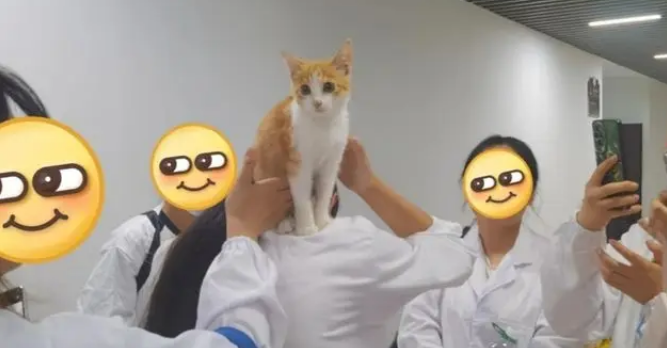 收到来自“咪的通知”：本猫已被收养，再也不用来图书馆打工了！