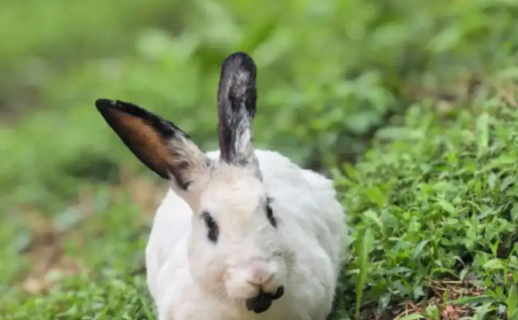 哈尔滨松北一小区宠物兔“越狱”两年繁育四代