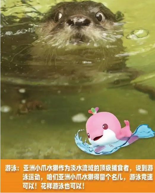 陆龟“赛跑”、熊猫玩足球、猕猴花式“跳水”……“动物全运会”开赛