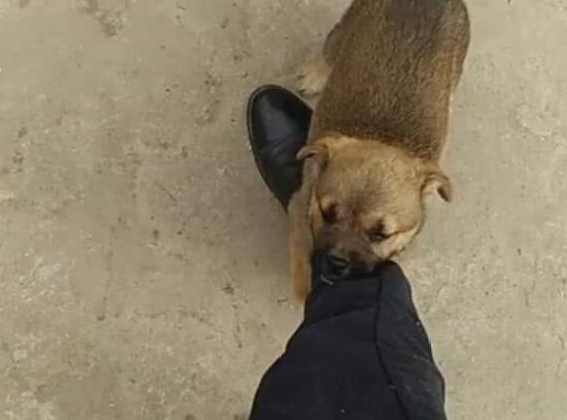 主人要出门工作，捡来的小狗抱腿不放，砰的一声让主人谢狗 