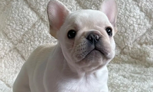 中国移动发布「移动爱宠」：一站式智慧养宠解决方案