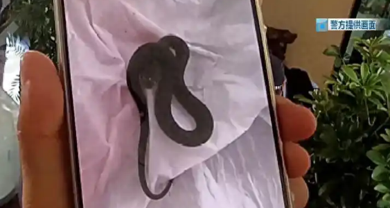 昆明一对夫妻旅行回家，发现多条蛇爬满客厅……