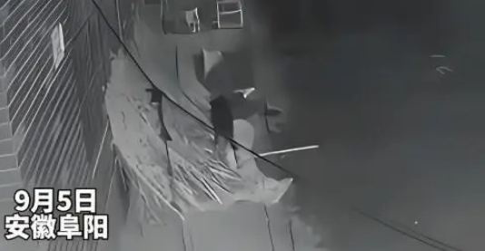 住院主人忘收芝麻，大金毛叼来雨布遮盖！