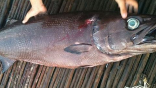 渔夫捕到怪鱼，想尝尝鲜，半分钟后家人围着他急哭 