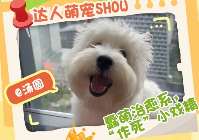 封面宠物联 “萌”：四组 “毛孩子” 家庭的暖心故事