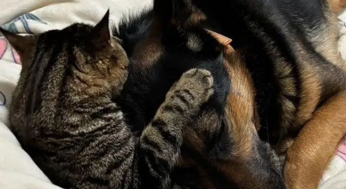 狸花猫打架输了委屈质问德牧：我打你那么轻，你下手咋那么重