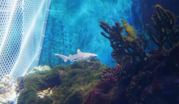 华中首例！海合安武汉极地海洋度假区成功自主繁育黑鳍鲨