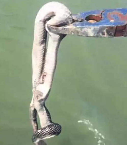 农村男子河里钓鱼到条怪鱼，掰开鱼嘴后都看呆了！ 