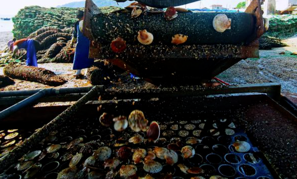 大力发展海洋牧场，烟台这里30万笼扇贝喜迎丰收