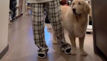 女子跳舞时不小心踩到旁边看热闹的狗子，狗子一脸委屈