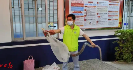 蛇出没！夏季防蛇攻略请收好