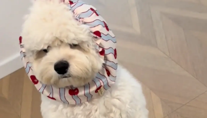 狗子戴着围脖显得很老成。网友：退休有十多年了