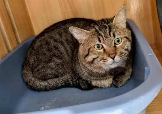 狸花猫被法拍，10万人次围观！寄养宠物店称其健康状况良好 