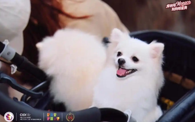 首项中外合作宠物赛事“摩纳哥狗狗明星赛”在上海西岸开幕