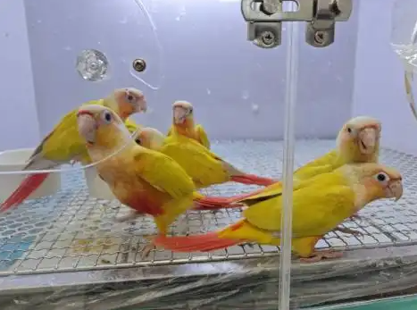 养猪、遛鸟、“驯龙”……另类宠物成年轻养宠人群新欢