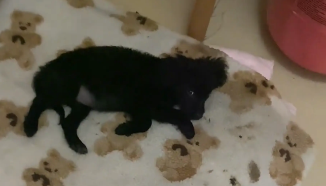 狗子自己房间干净整洁，却把捡来的东西放猫窝