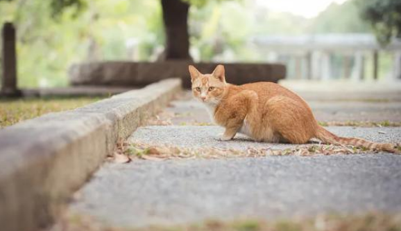 四川一小区发文计划扑杀流浪猫，物业回应：已叫停