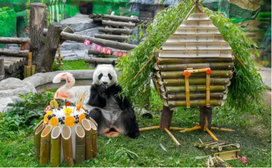 首只在俄出生大熊猫“喀秋莎”迎来两岁生日