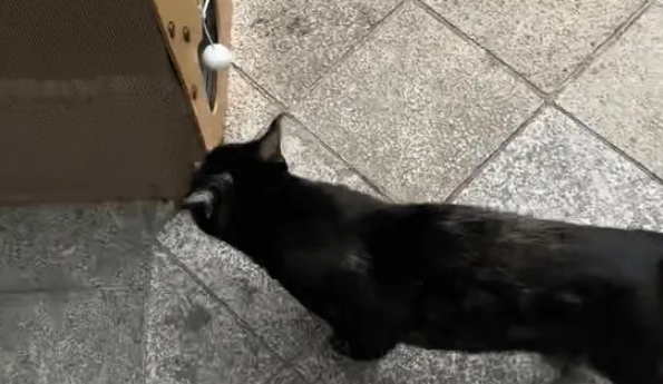 小姐姐捡到了一窝流浪猫，没想到当晚就被猫妈妈找上门，大声质问