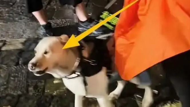 导盲犬事件再升级：病犬主人被扒，直言：只是互利互惠的工具