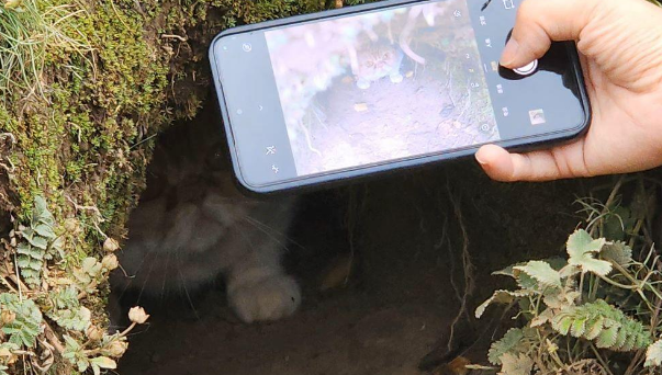 土拨鼠把一只宠物猫拐进洞？村委会：猫咪已找到并归还
