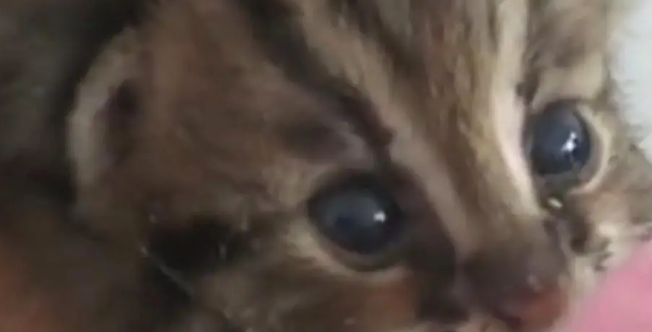 广东老太在山上捡了只小野猫养，养大后人懵了