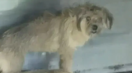 网友发现自家狗子陷入三角恋，结果对方死活不肯同意…