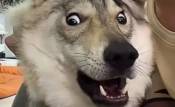 博主携狗子前一秒说自己不怕老婆，下一秒眼神瞬间清澈