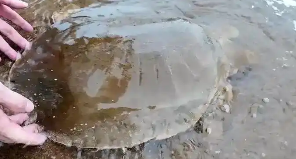 江中惊现“西游记神兽”，渔民一个电话，救下国家一级保护动物