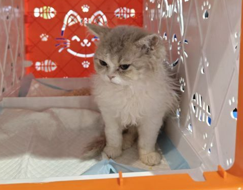 “宠物春运”火爆：南昌一宠物托运公司1月售出2000余张车票