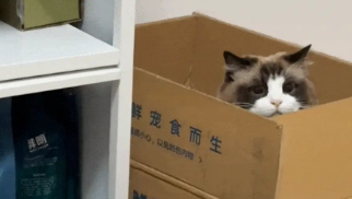 布偶躲进纸箱偷袭狸花。狸花：总有一种不祥的预感