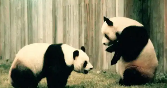 年带15亿效益的国宝将回国！日本难续熊猫租借背后有何隐情？