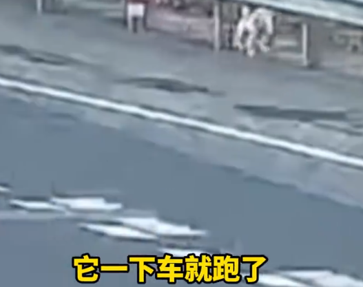 拉屎拉得全车都是，男子应急车道给狗铲屎称闻不下去