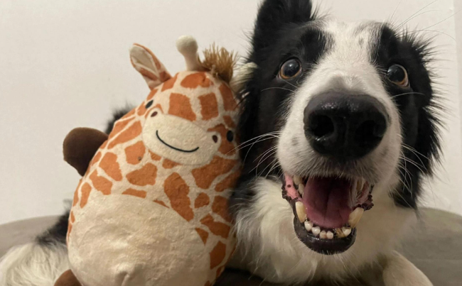 研究发现天赋异禀的狗具有人类般的“词语标签”理解能力